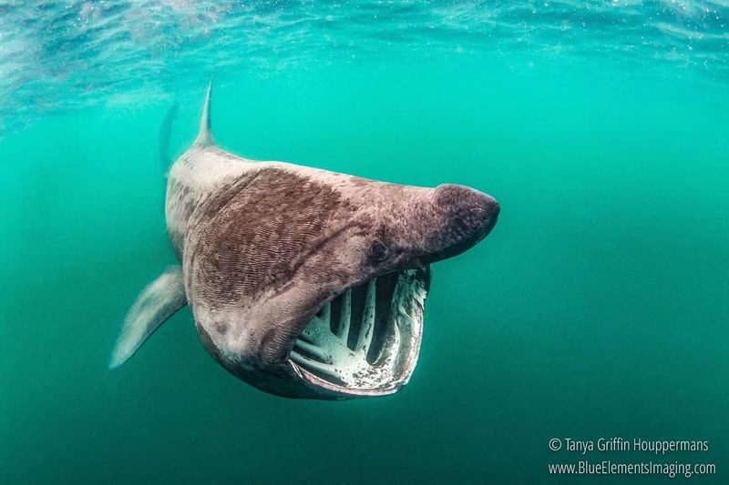 Basking Shark: The Gentle Giant