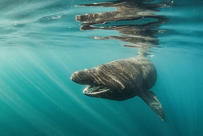 Basking Shark