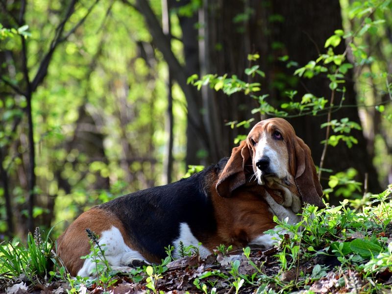 Basset Hound