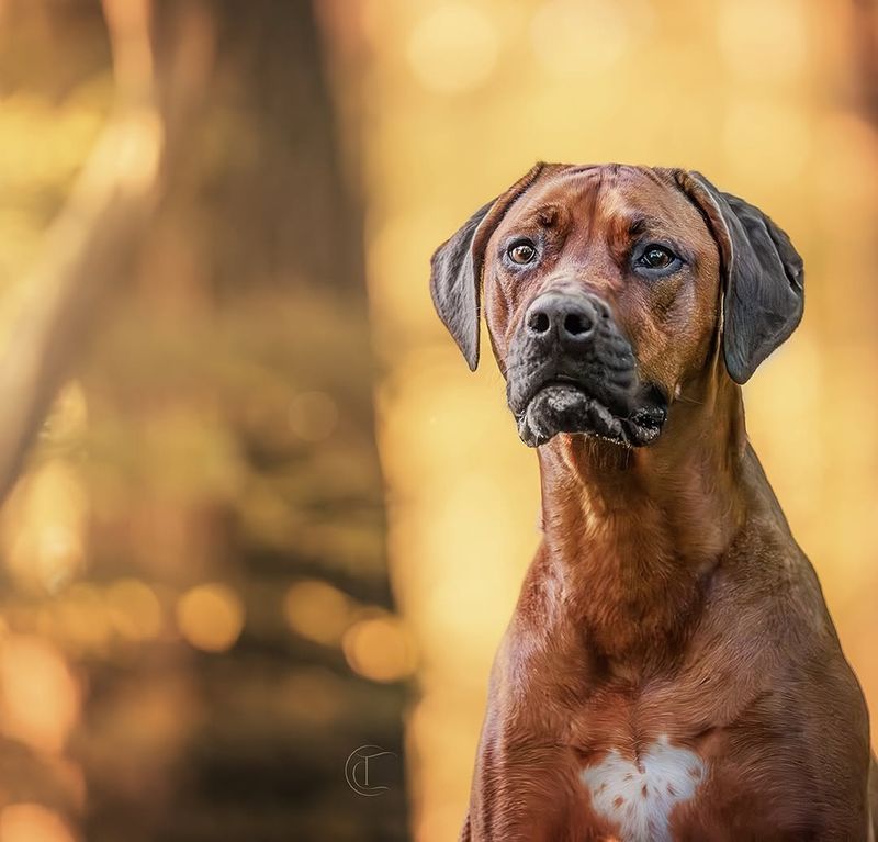 Rhodesian Ridgeback