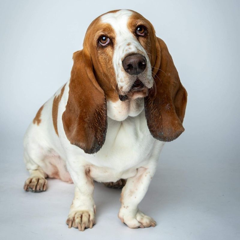 Basset Hound