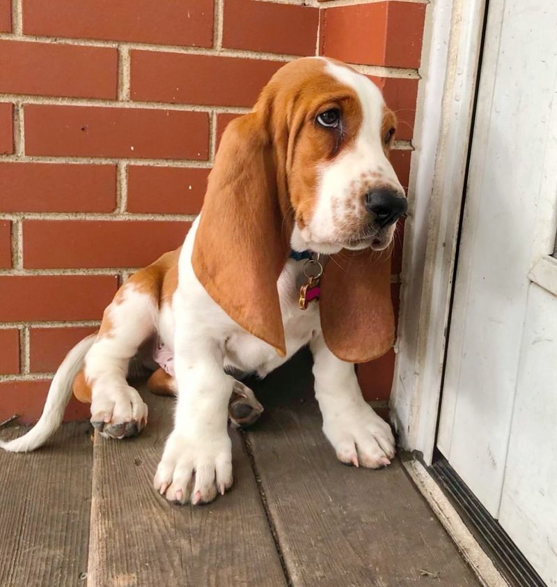 Basset Hound