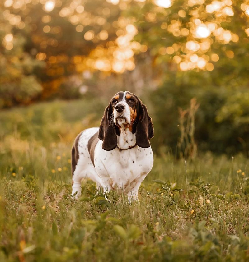 Basset Hound