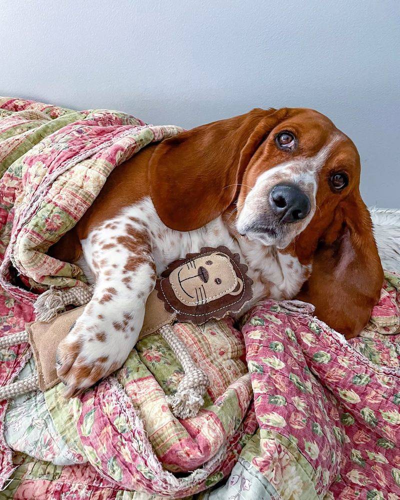 Basset Hound