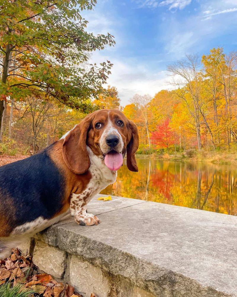 Basset Hound