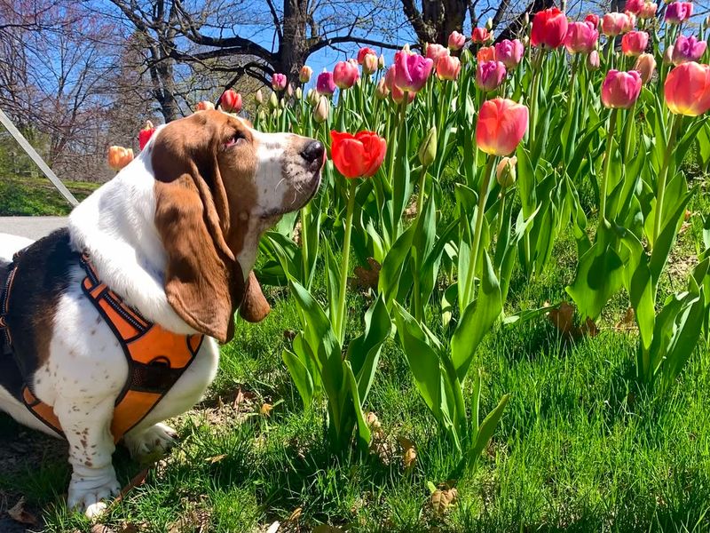 Basset Hounds' Remarkable Sense of Smell