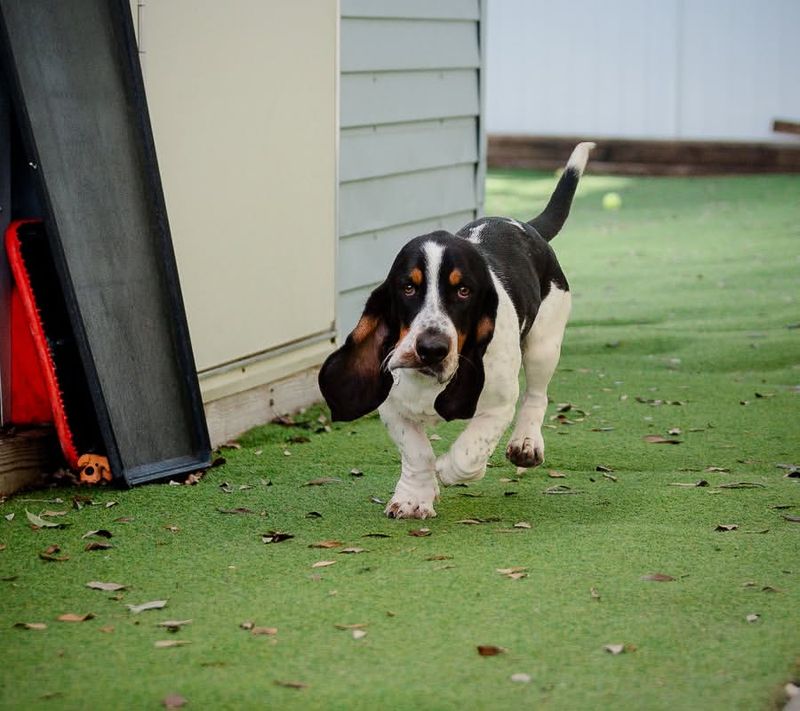 Basset Hounds' Playful Behavior