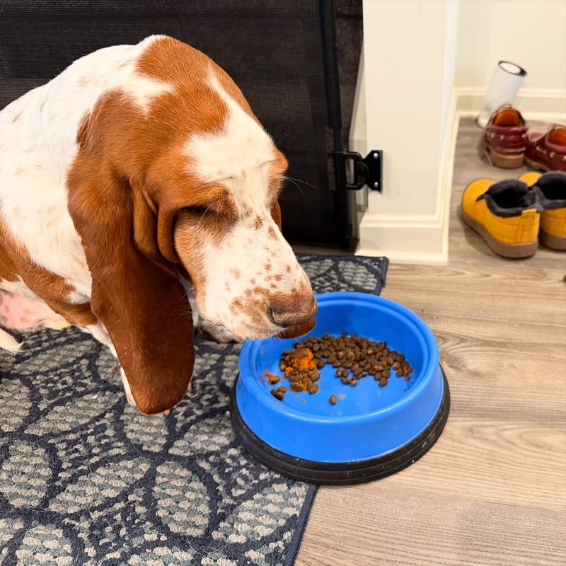 Basset Hounds' Love for Food