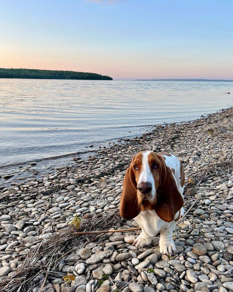 Basset Hounds' Adventurous Spirit