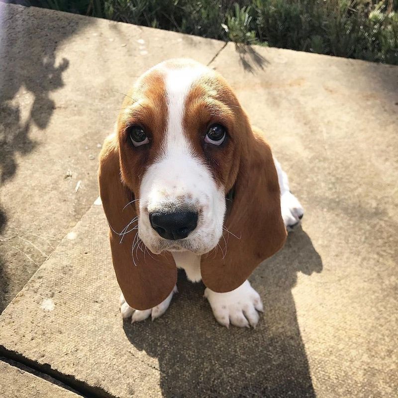 Basset Hounds and Their Expression