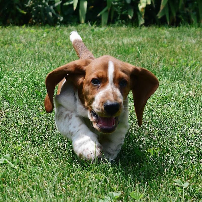 Basset Hounds and Their Hunting Heritage