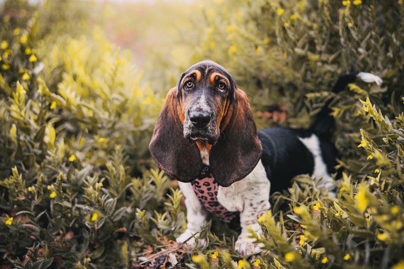 Basset Hounds and Their Loyalty