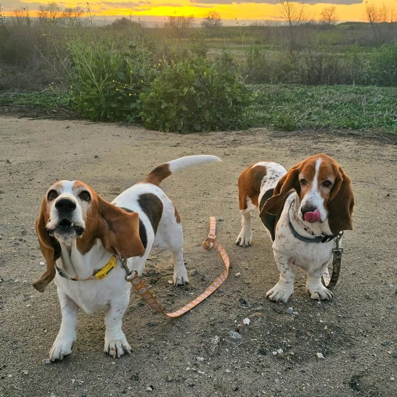 Basset Hounds and Their Unique Bark