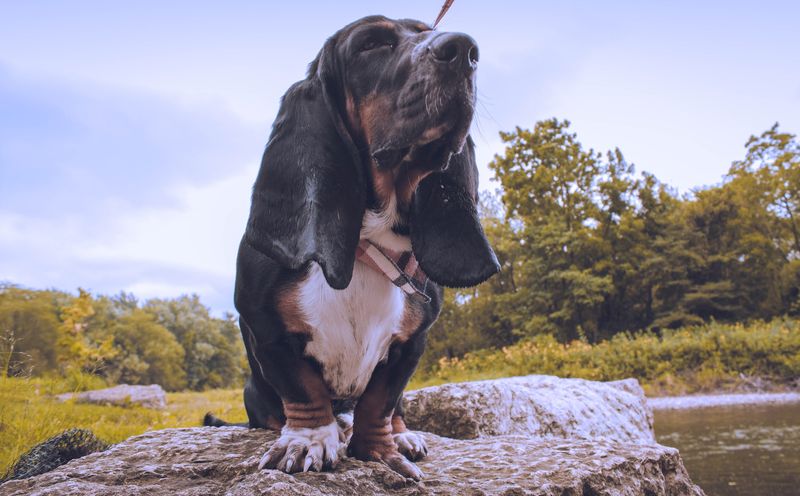 Basset Hounds as Therapy Dogs