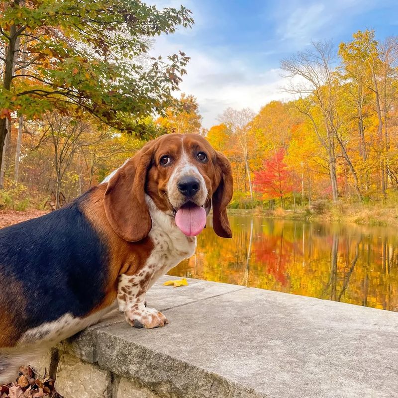 Basset Hounds in Popular Culture