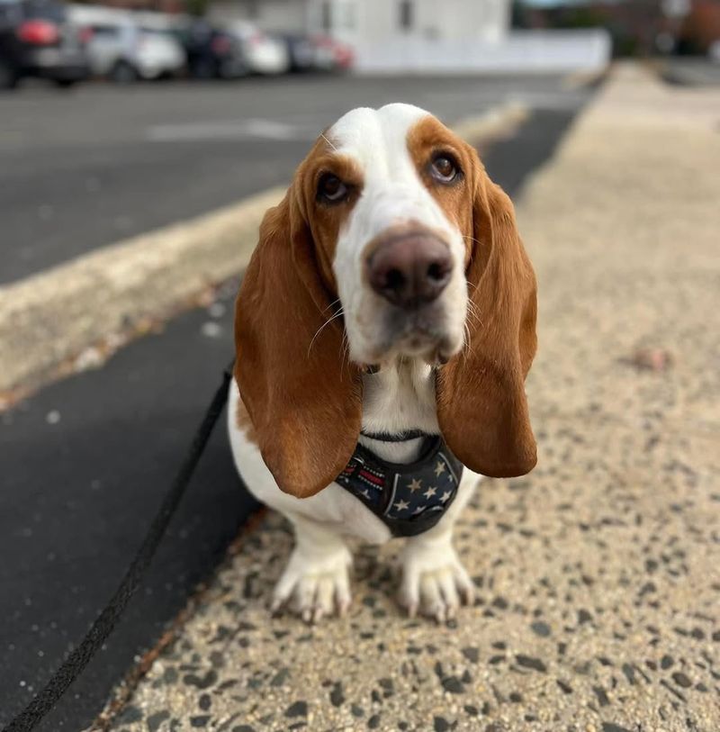 Basset Hounds' Distinctive Ears