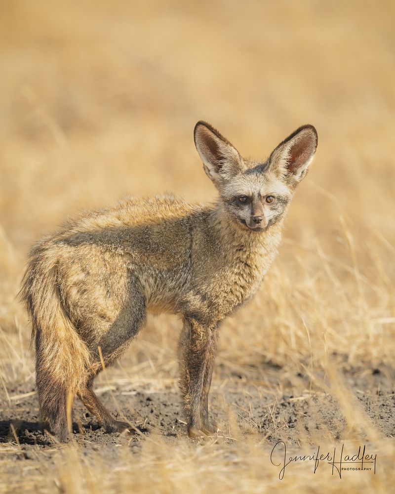 Bat-Eared Fox