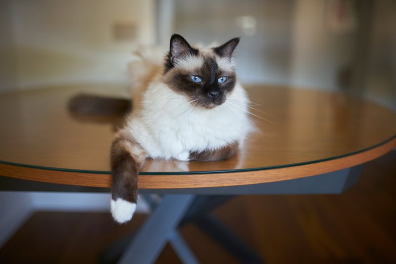 Bathing Your Birman