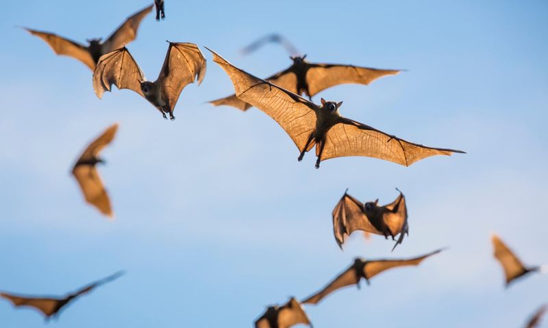 Bats