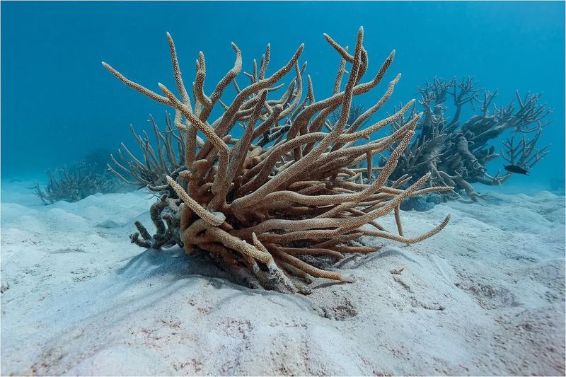 Coral And Zooxanthellae