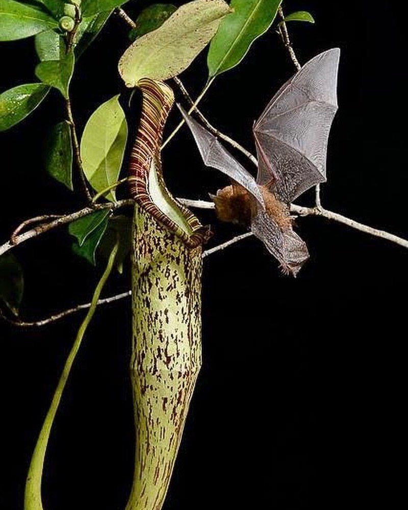 Bats and Pitcher Plants