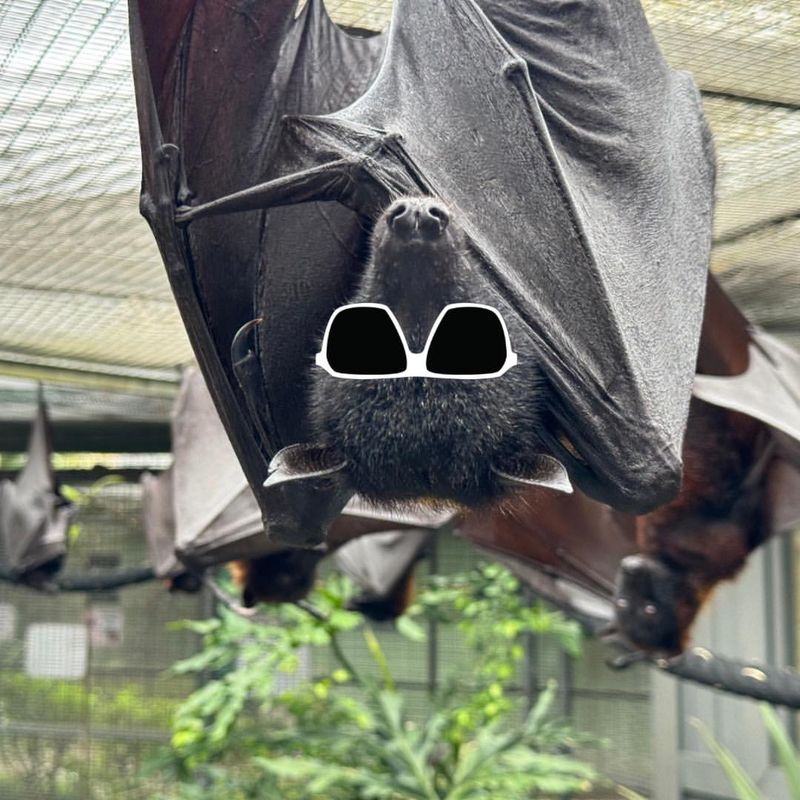 Bats are Blind