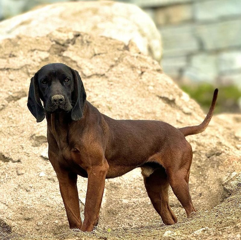 Bavarian Mountain Hound