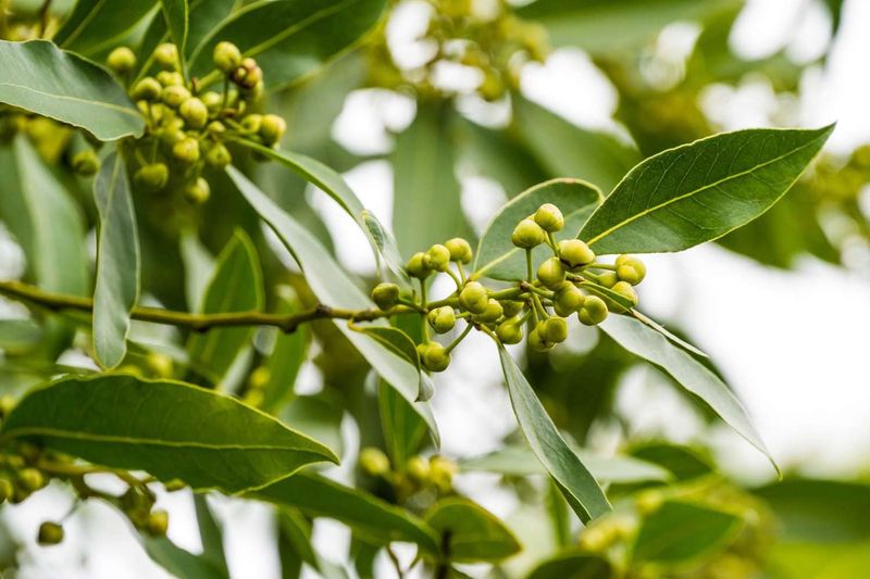 Bay Leaves