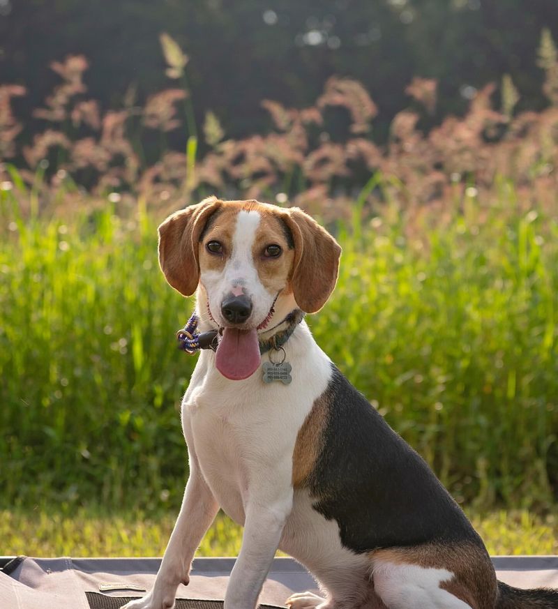 Beagle