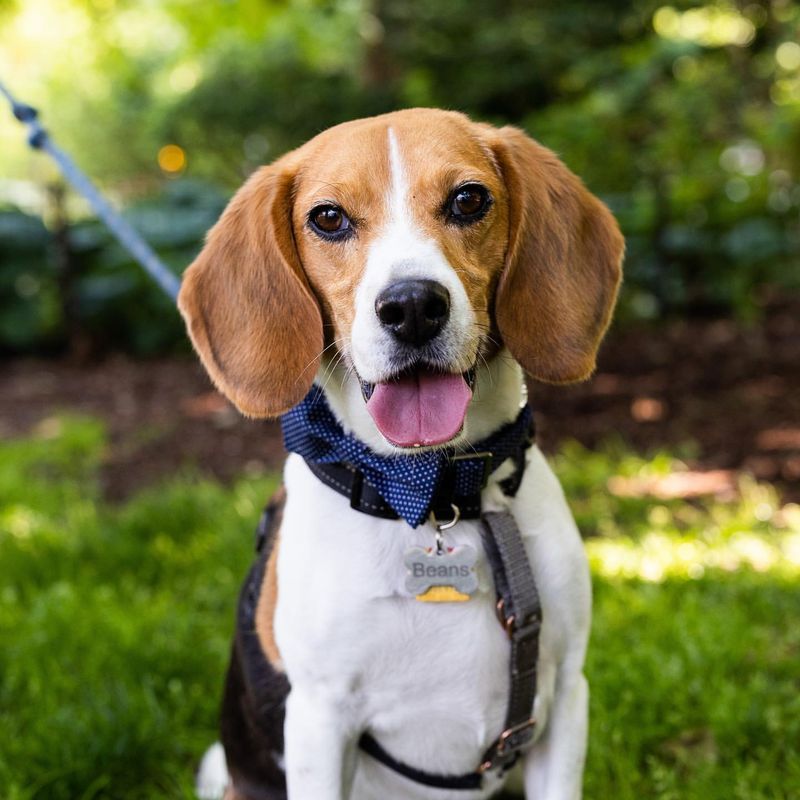 Beagle