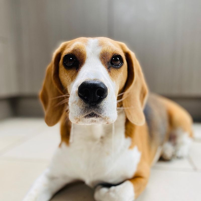 Beagle