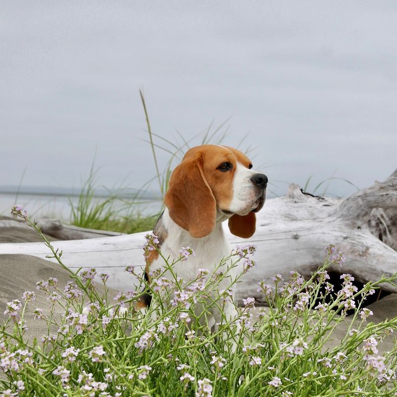 Beagle