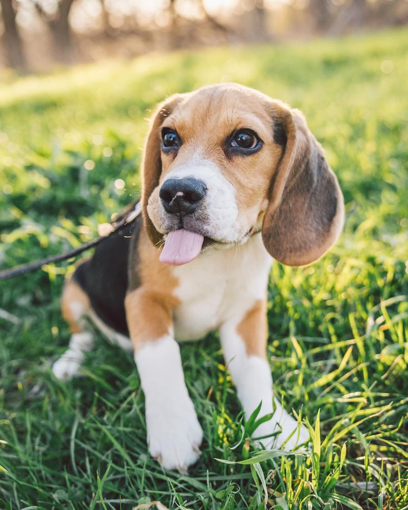 Beagle