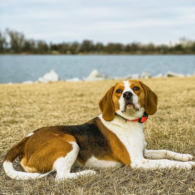 Beagle