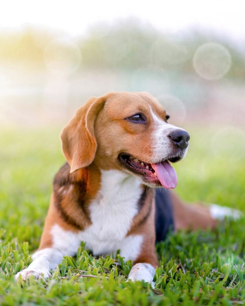 Beagle