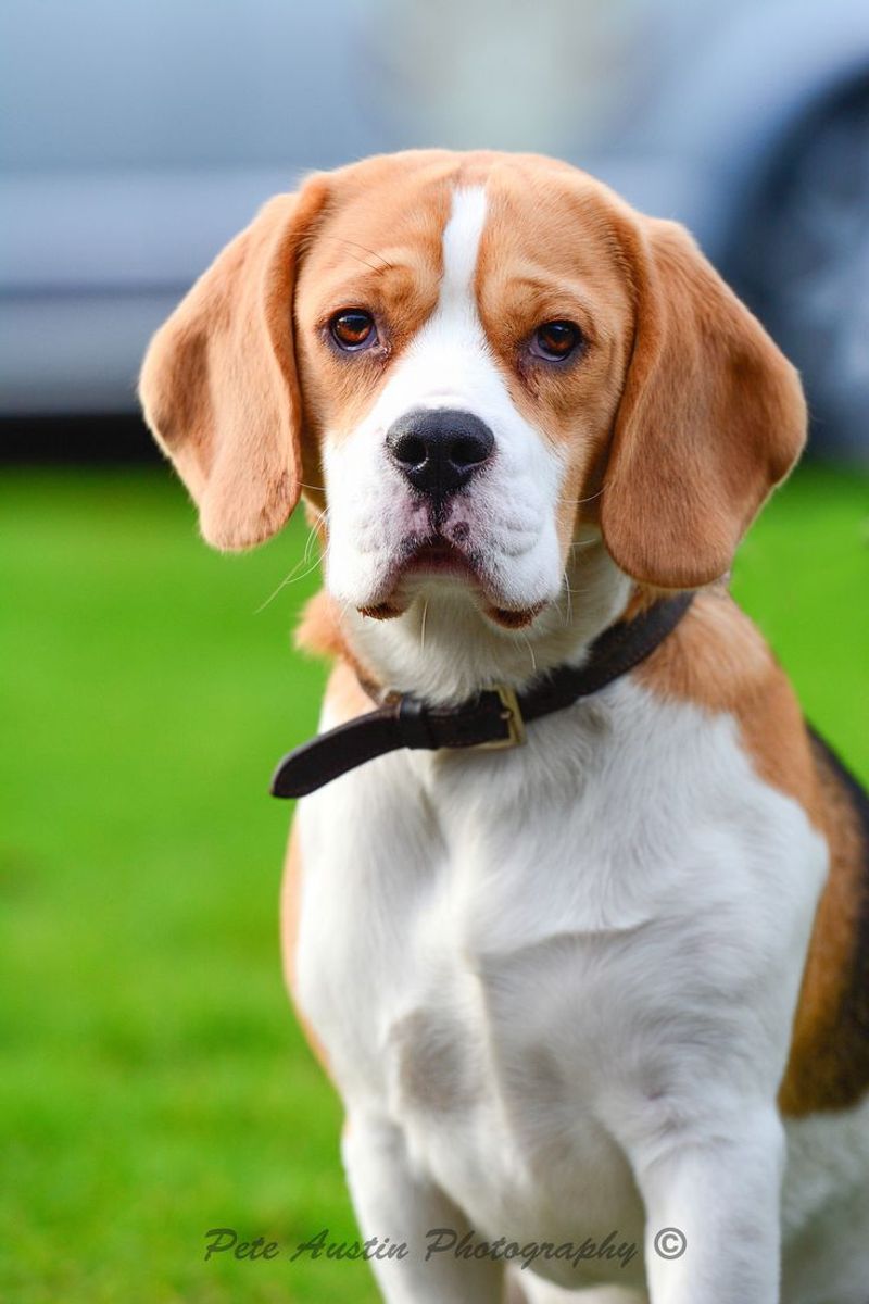 Beagle