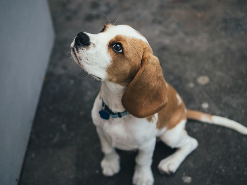 Beagle