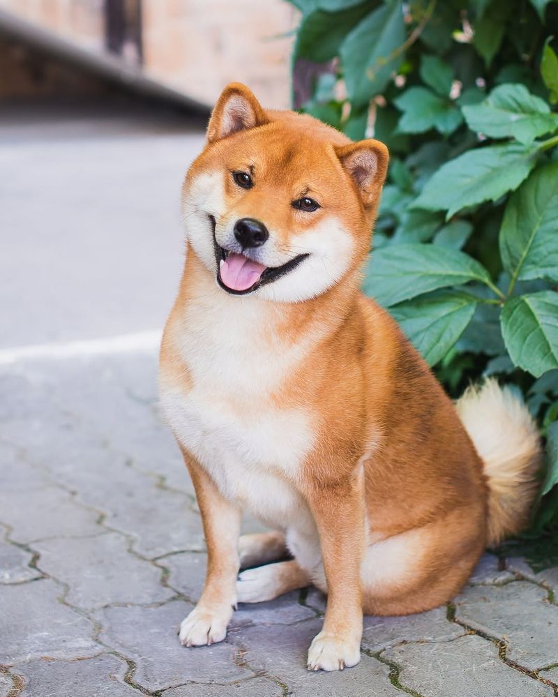 Shiba Inu