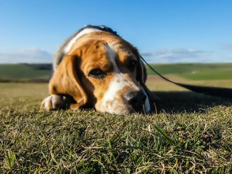 Beagle - Epilepsy