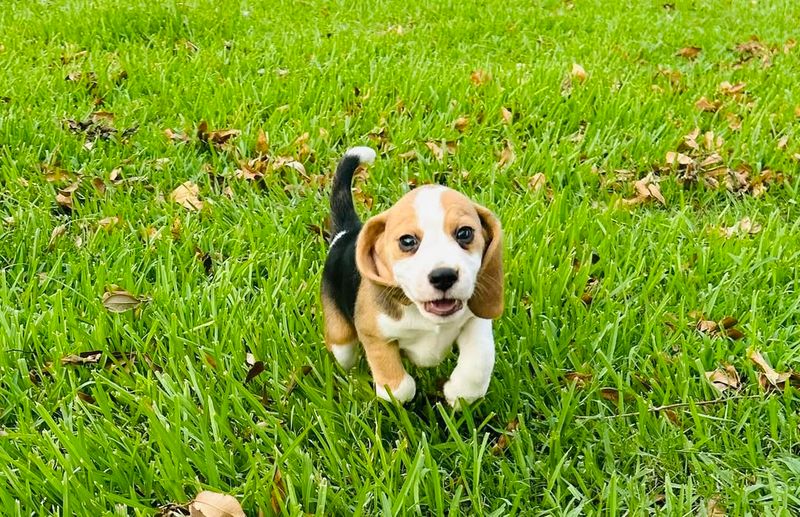 Beagle Puppy