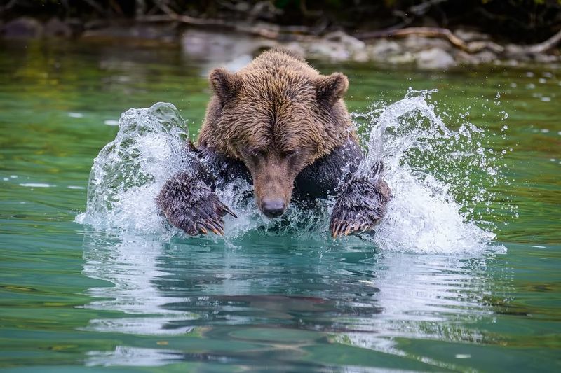 Bear Behavior Insights