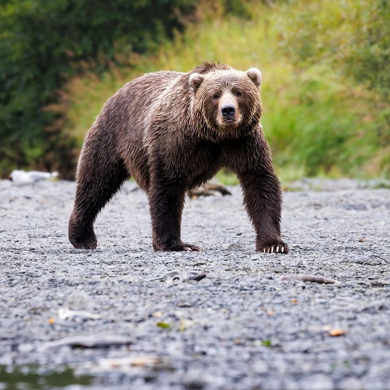 Bear Conservation Efforts