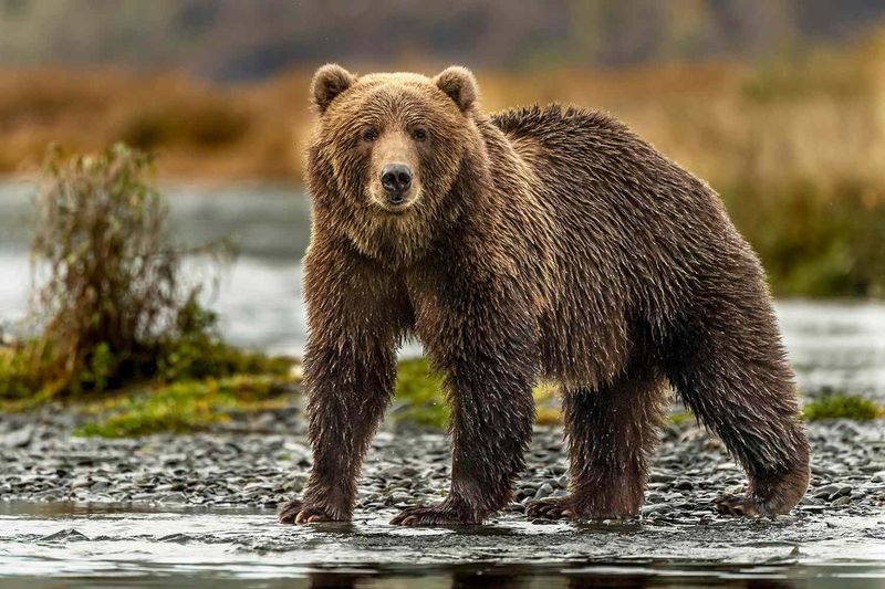 Bear Rescues Man from River