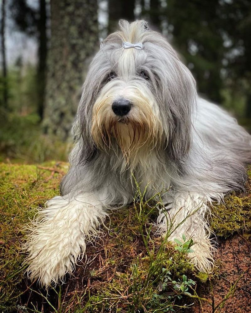 Bearded Collie