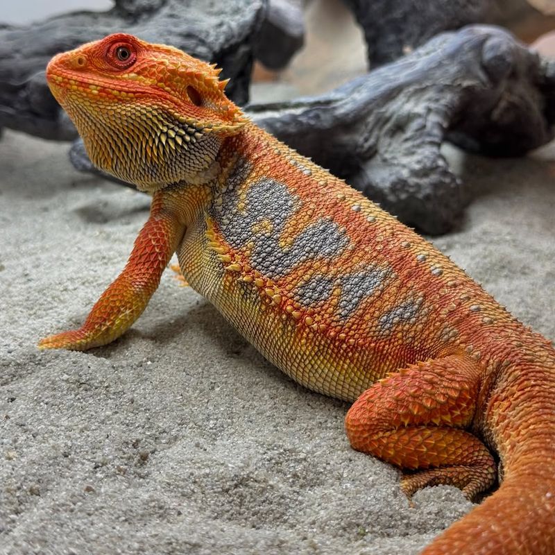 Bearded Dragon