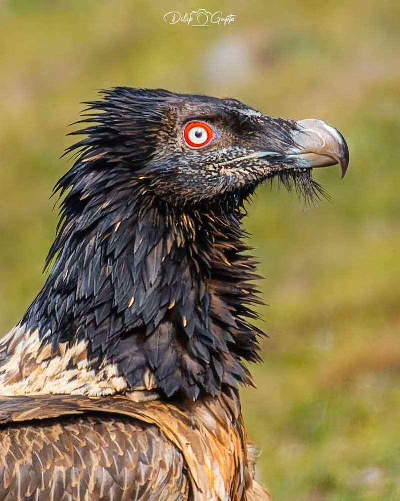 Bearded Vultures