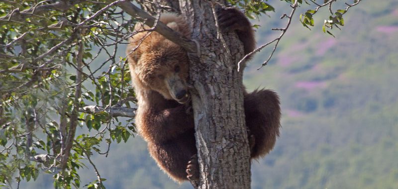 Bears Can't Climb Trees