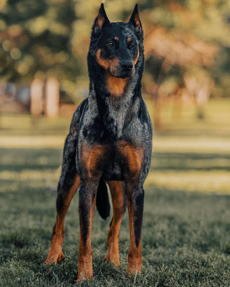 Beauceron