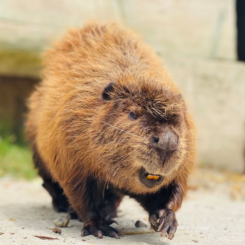 Beaver