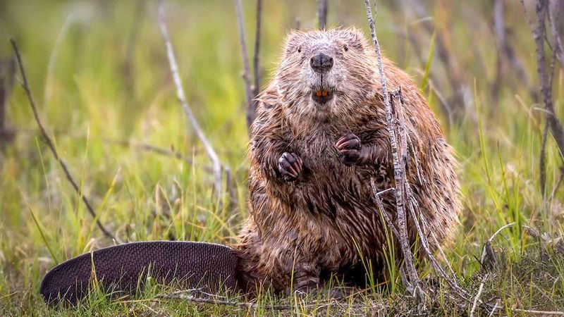 Beaver